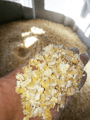 Alimentation - Fabrication d'aliments - Aplatisseur floconneur AP85